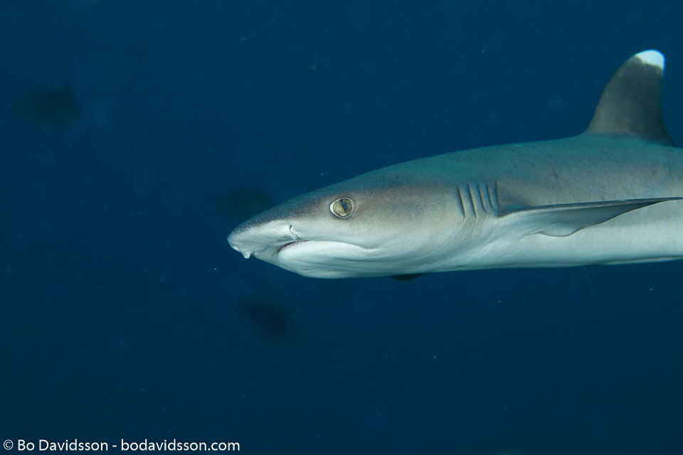 BD-130714-Maldives-0605-Triaenodon-obesus-(Rüppel.-1837)-[Whitetip-reef-shark.-Vitspetsig-revhaj].jpg
